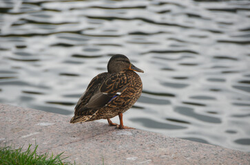 Fototapeta premium Female mallard duck standing on stone by rippled water