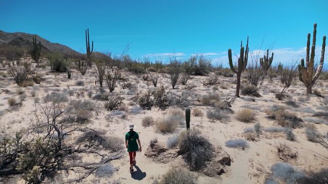 A mature woman enjoys hiking in the desert of Baja California, walking among giant cactus under clear blue skies.