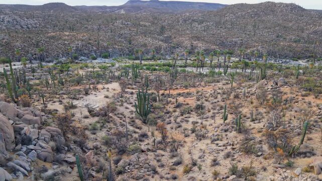 Explore aerial views of sunrise illuminating Catavinas desert with cirios, cardon, elephant trees and blue palms in Baja California.