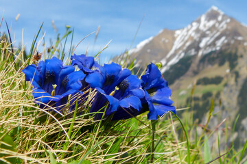 Blauer Enzian Alpenblumen in den Bergen