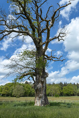 Huis Verwolde, estate at Laren Gelderland Netherlands. Almost dead tree stem. Quercus robur, summer oak tree. tree trunk,