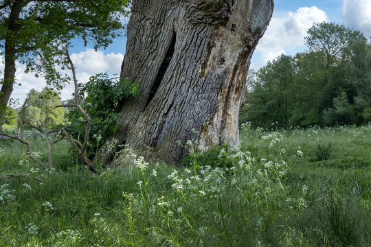 Huis Verwolde, estate at Laren Gelderland Netherlands. Almost dead tree stem. Quercus robur, summer oak tree. tree trunk,