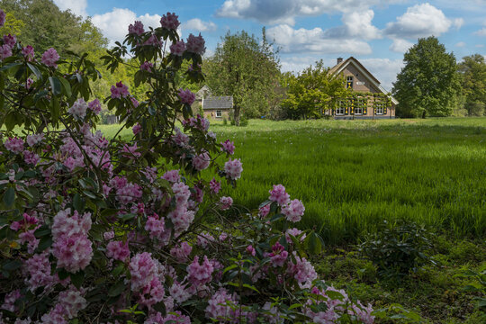 Huis Verwolde, estate at Laren Gelderland Netherlands. Rhodondendron flowers and historic farmhouse