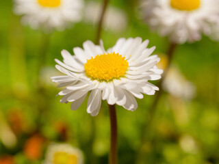 Gänseblümchen © helmut Schmidt