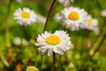 Gänseblümchen © helmut Schmidt