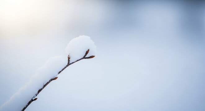 A single snow covered branch with buds in the winter cold