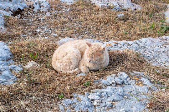 GATTO DELL'ACROPOLI DI ATENE