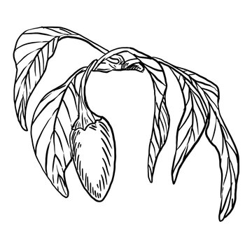 Black and white line art vector of a single chili pepper on a curved stem with two large detailed leaves. Minimalist botanical illustration for restaurant menu, sauce logo and spice packaging