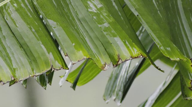 Tore banana leaf moved by a soft wind under a light rain