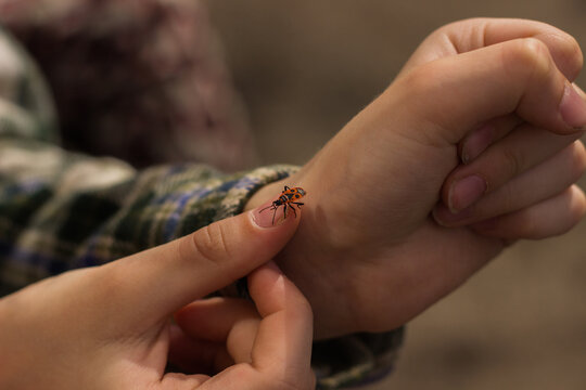 Firebug insect crawling on a child's hand outdoors