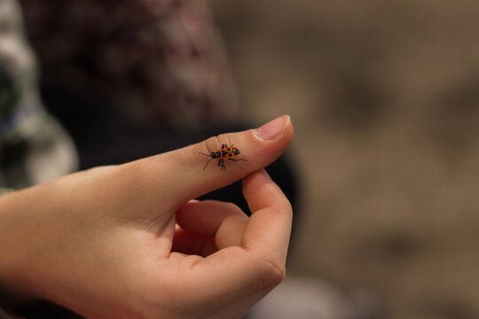 Firebug insect crawling on a child's hand outdoors
