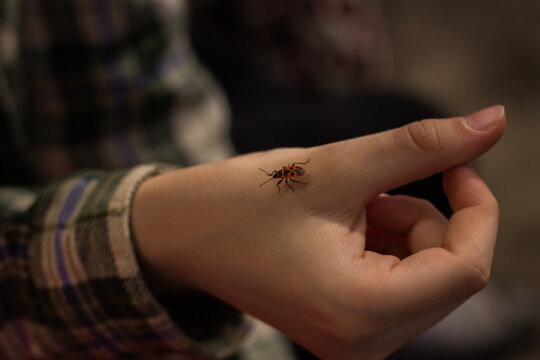Firebug insect crawling on a child's hand outdoors
