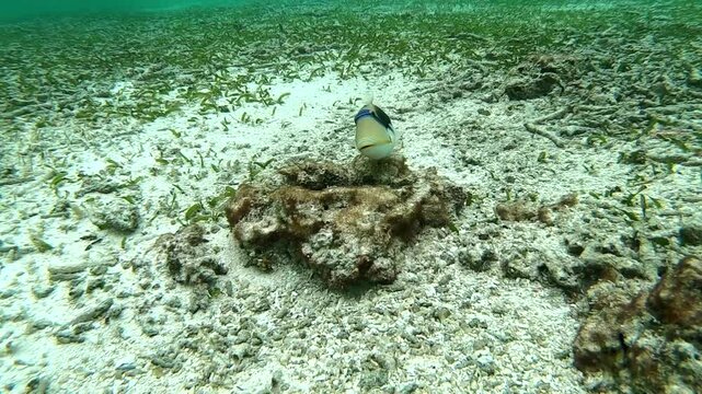 The lagoon triggerfish (Rhinecanthus aculeatus), also known as the blackbar triggerfish, is a triggerfish, up to 30 cm (12 in) in length, found on reefs in the Indo-Pacific region
