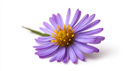 Obraz premium high fidelity purple aster flower with yellow center
