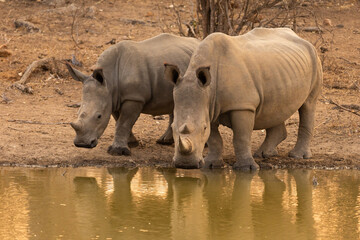 Fototapeta premium Southern White Rhinos or Rhinoceros drinking at a Waterhole at sunset in Kruger National Park in South Africa
