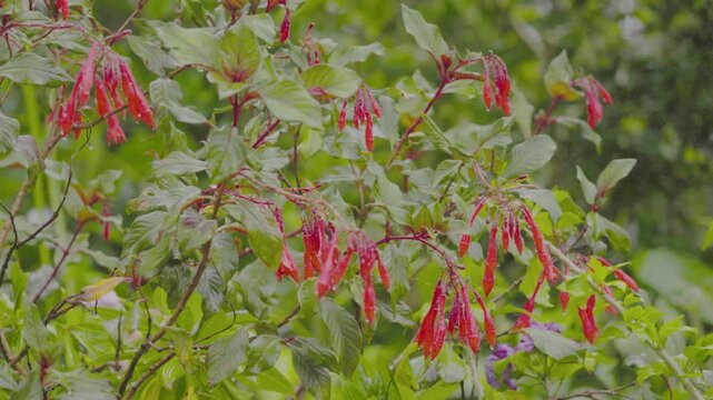A plant of fuchsia venusta in bloom under a light rain