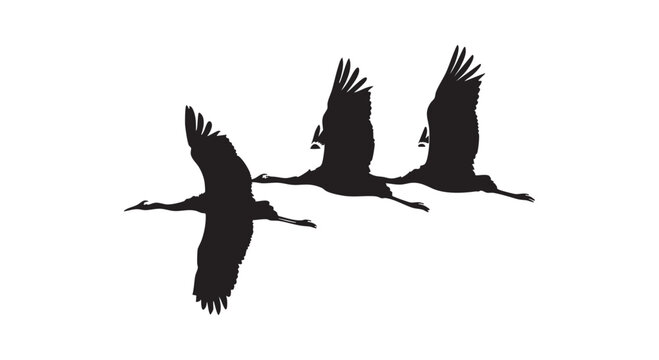 Silhouettes of three flying cranes moving across sky in formation showing natural beauty of migratory wild bird flight.