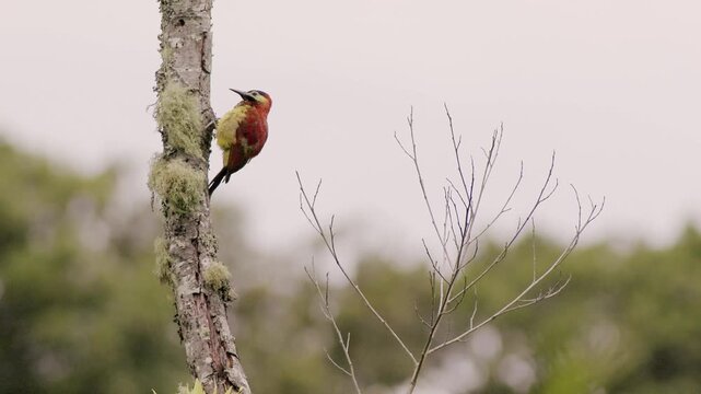 A crimson-mantled woodpecker perched on a leafless alder branch