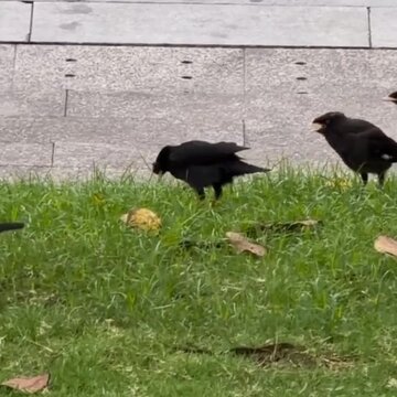crow on the grass
