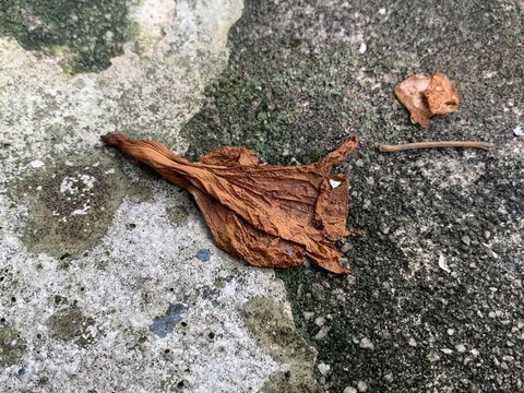 Dry brown leaf resting on weathered concrete surface showing moss patches and exposed aggregate texture