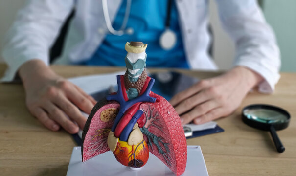 Medical professional examines human anatomy model of lungs and heart during a health