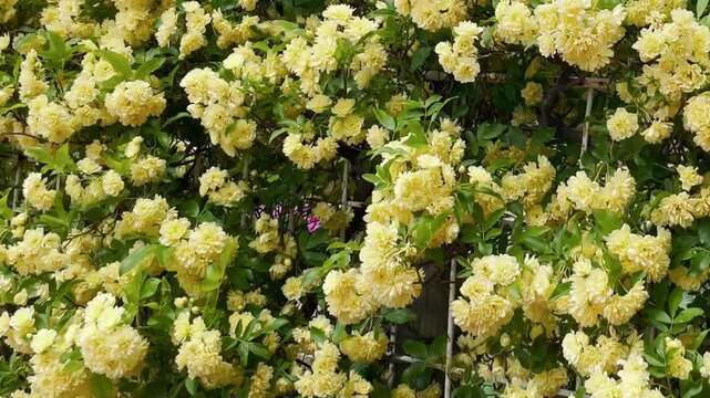【春】風が吹く黄色い花の癒しの風景｜Soothing Yellow Flowers in the Gentle Breeze