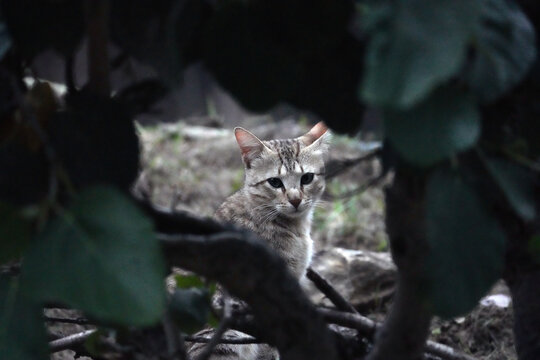 A curious grey tabby stray cat peeking through fig tree leaves in a shaded natural outdoor setting, with soft focus foliage and a quiet woodland atmosphere