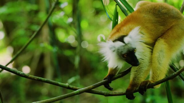 Colorful Diademed Sifaka lemur, (Propithecus diadema) Endangered endemic animal on tree in rain forest, Andasibe-Mantadia National Park- Analamazaotra, Madagascar wildlife animal.