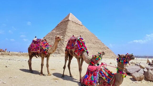 Camels with colorful Egyptian traditional saddles resting in the desert with the great pyramid of giza in the background