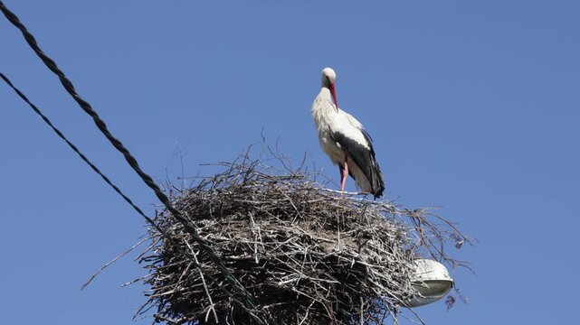 White stork on a nest against a blue sky