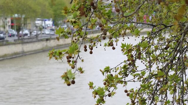 Stormy fast changing spring weather in city, strong wind blowing with immense power, trees branches swaying with leaves flattering on wind, dangerous storm warning, high hurricane possibility.