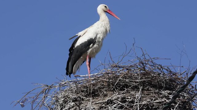 White stork on a nest against a blue sky