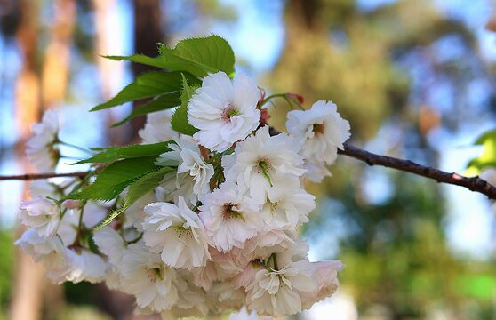Delicate white sakura flowers close-up against the backdrop of a spring garden. Soft bokeh and sunlight create a feeling of lightness and purity. The photograph perfectly conveys the atmosphere of spr