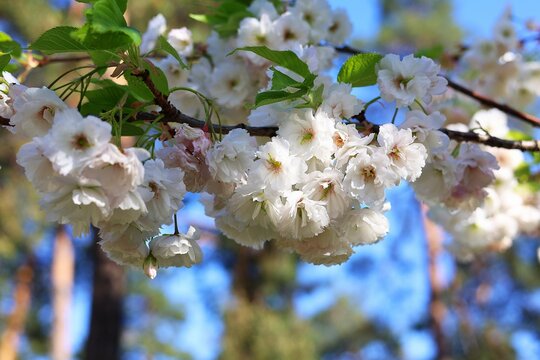 Delicate white sakura flowers close-up against the backdrop of a spring garden. Soft bokeh and sunlight create a feeling of lightness and purity. The photograph perfectly conveys the atmosphere of spr