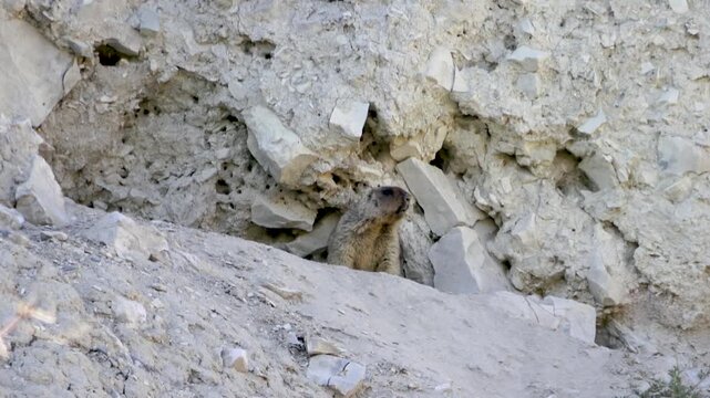 A marmot stands near a hole