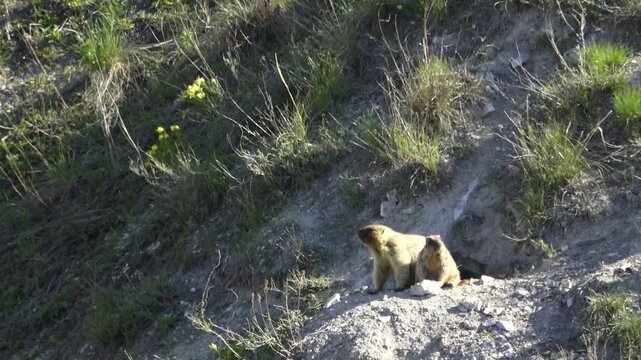 Two marmots stand near a hole