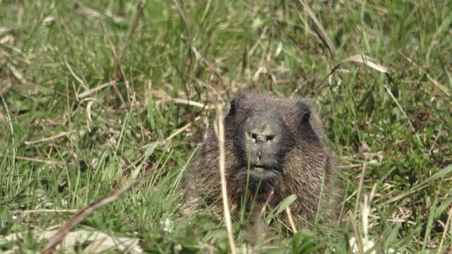 Bobak marmot stand on a grass on summer day 