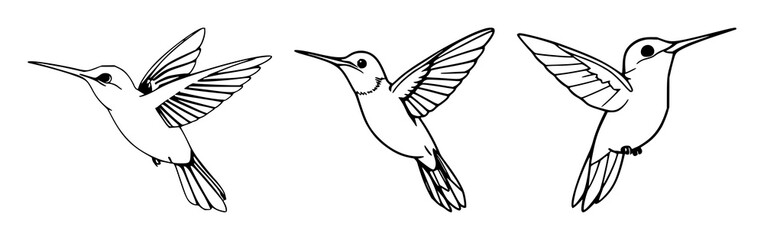 Fototapeta premium Hummingbird set with stylized black line art depiction of flight featuring hummingbird, bird, wing, motion with illustration and vector