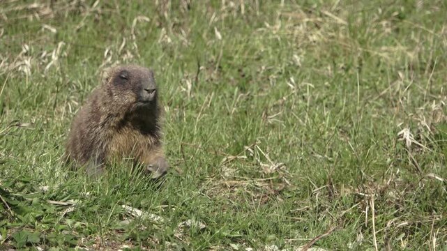 Bobak marmot stand on a grass on summer day 