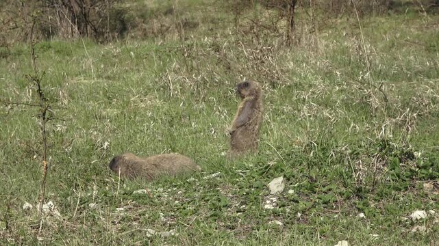Bobak marmot stand on a grass on summer day 