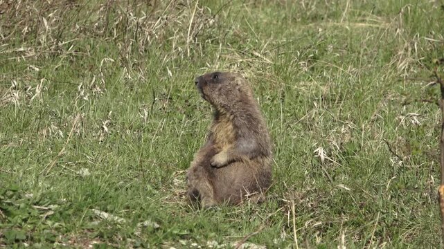 Bobak marmot stand on a grass on summer day 