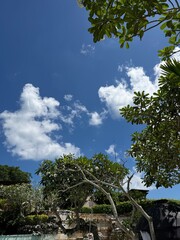 Fototapeta premium trees and sky