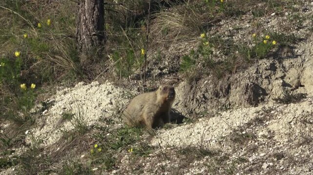 Bobak marmot stand on a grass on summer day 
