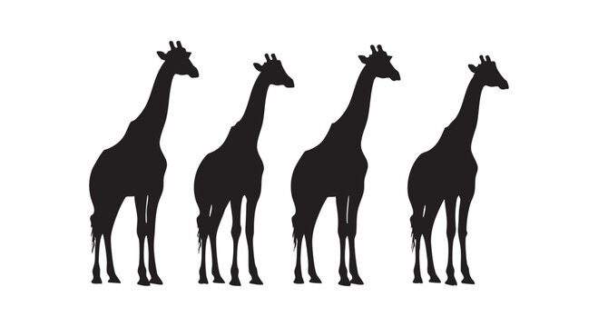 Herd of majestic giraffes with long necks and towering presence, gracefully roaming plains in a striking silhouette design.