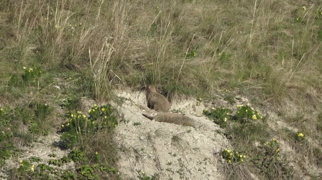 Two marmots stand near a hole