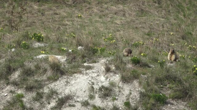 A family of marmots stands near a hole