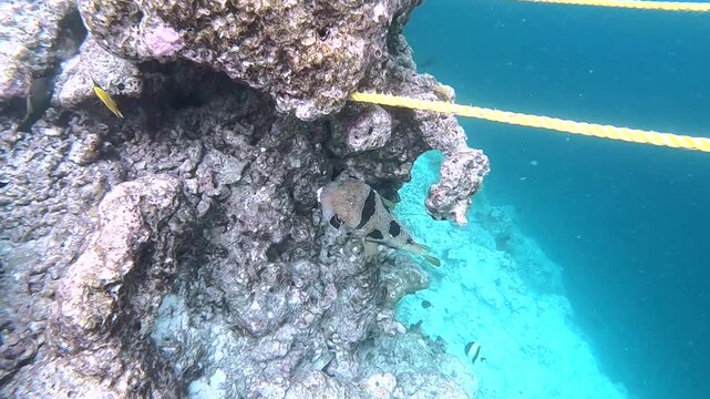The black-blotched porcupinefish (Diodon liturosus), also known as shortspine porcupinefish, is a member of the family Diodontidae. It is found in the tropical and subtropical waters of the Indo-Pacif
