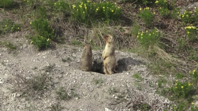 Two marmots stand near a hole