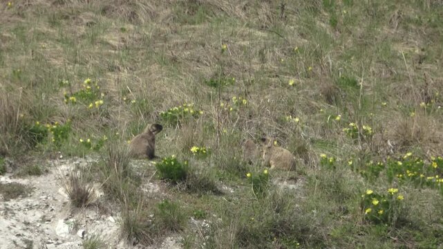 A marmot stands near a hole