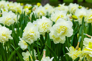 Fototapeta premium Blooming garden filled with white and yellow daffodils dancing in the gentle spring breeze at a serene park